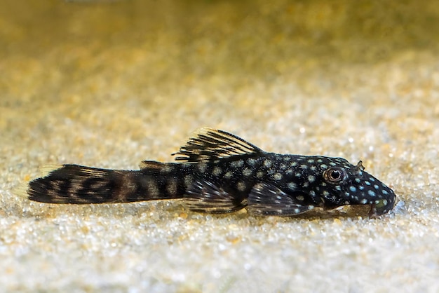 Ancistrus Ancistrus